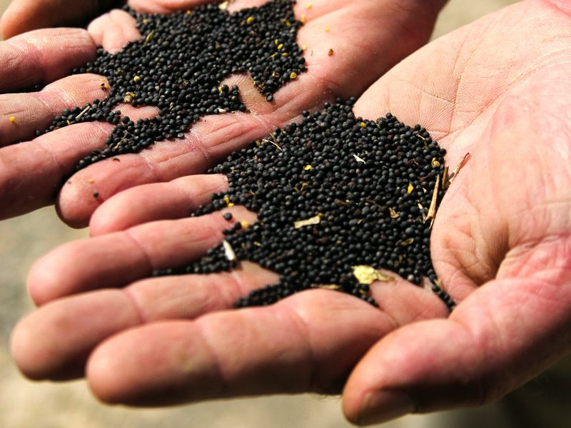 Five ways to up your grain marketing