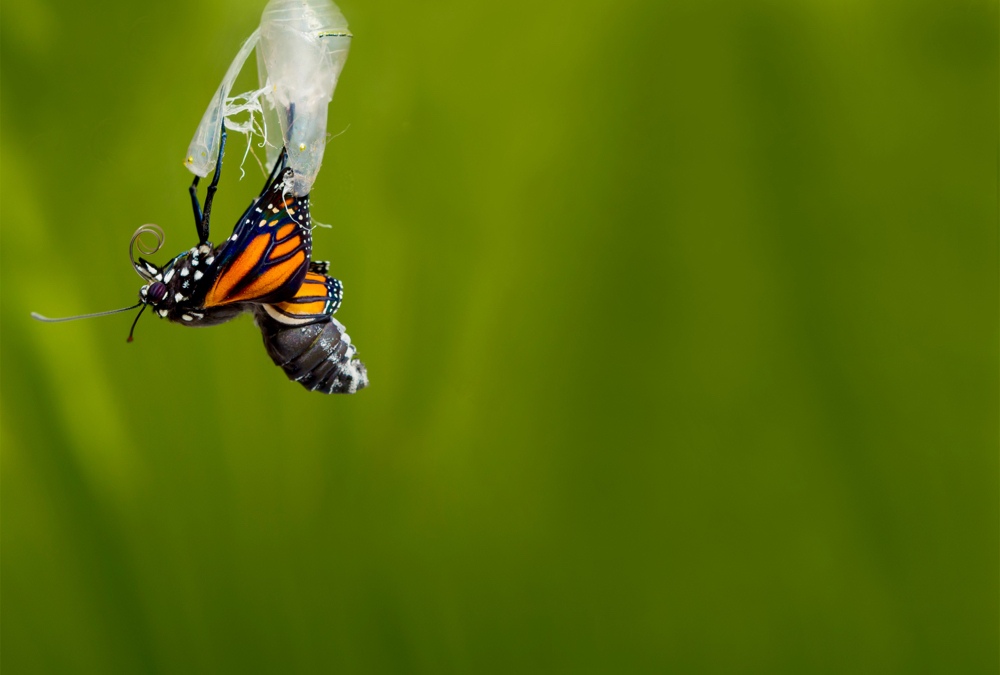 Metamorphosis