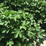 Genetically modified cotton plants with an edible cottonseed trait are seen growing near Belvidere in northeastern North Carolina. (Texas A+M University handout via Reuters)