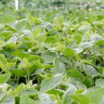 VIDEO: Tips for growing soybeans in Saskatchewan