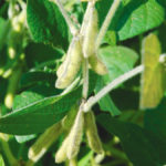 It’s not enough to say Canadian growers can compete; the regulatory system is in need of an upgrade.