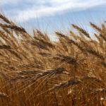“A lot of the newer wheat varieties are moving toward semi-dwarf stature and that doesn’t fit well with what I need for wheat competition characteristics in organic wheat production.” – Ian Cushon, Oxbow.