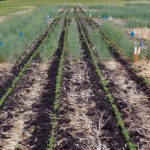 University of Manitoba associate professor Yvonne Lawley and graduate student Virginia Janzen have just begun a trial at Carman Research Farm to assess the impact of different termination dates for a fall rye cover crop seeded with soybeans the following spring.