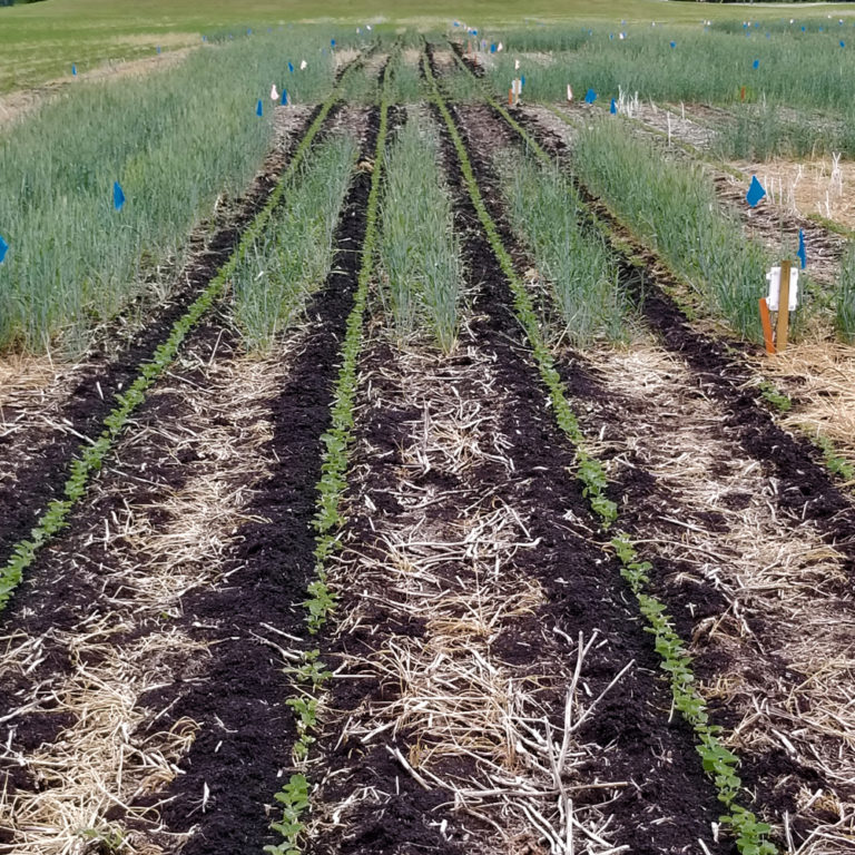 Seeding soybeans into rye Country Guide