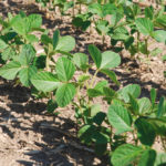 There’s more to concerns about glyphosate beyond resistant weed species in soybeans.
