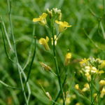 The drive is on to grow canola’s potential, even in southern Ontario’s hot and humid climate.