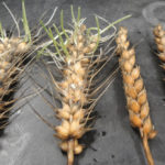 Sprouting in wheat triggers an enzyme that prevents bread from rising. A falling number test can determine the level of damage.