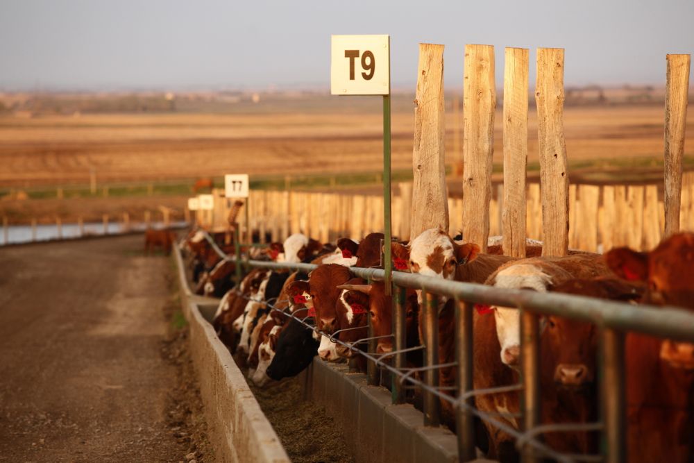 (Photo courtesy Canada Beef Inc.)
