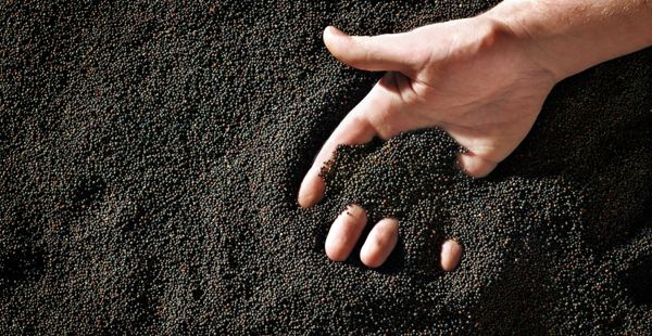 (File photo courtesy Canola Council of Canada)
