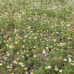 Figure 1: Unsprayed control.