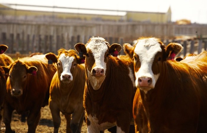 Photo: Canada Beef Inc.
