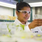 A BASF scientist examines transgenic corn plants. (BASF.com)
