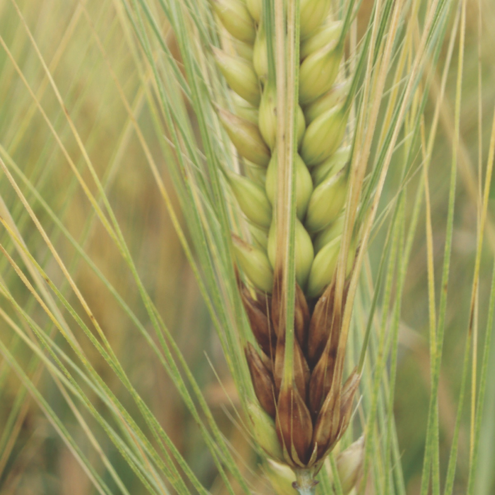 FHB infection in barley. The Brewing and Malting Barley Research Institute and the Canadian Grain Commission are testing an innovative post-harvest treatment from a Scandinavian company called ThermoSeed. It has potential to eliminate the pathogen during malting and brewing.