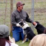 Stock dogs. Man’s best friend for moving livestock