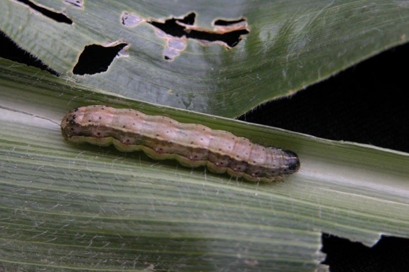 Fall armyworm. (Omafra.gov.on.ca)

