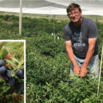 "An opportunity to turn a garden curiosity into an industry,” Don Northcott says. “An opportunity not to overlook.”