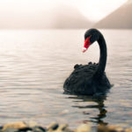 Until the late 1600s people believed swans could only be white. The discovery of black swans meant that sometimes we get what we don’t expect.