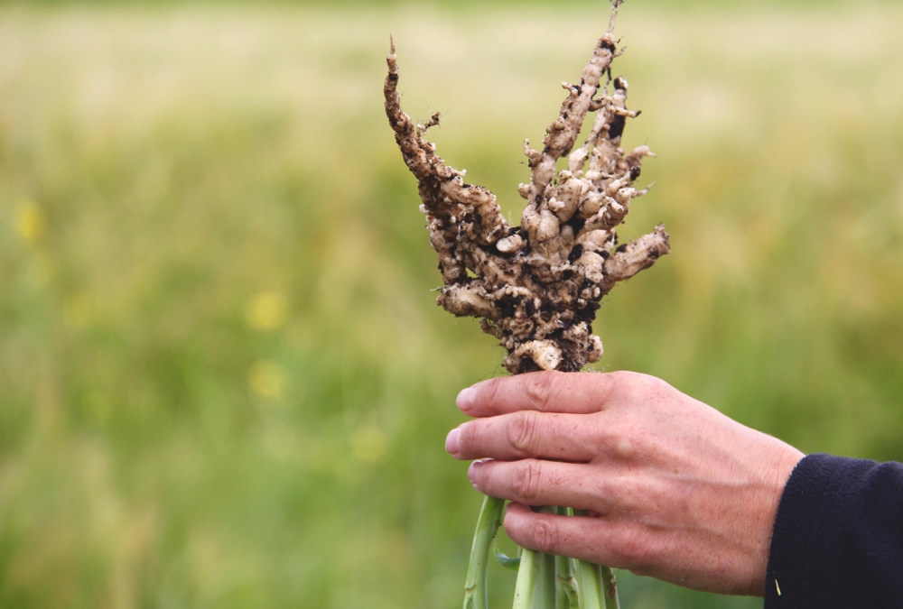 Short rotations are partly to blame for the emergence of clubroot, which can reduce canola yield to zero.