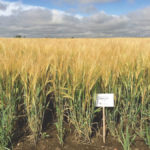 CDC Fraser shows good lodging resistance, an important trait for maintaining malting quality.