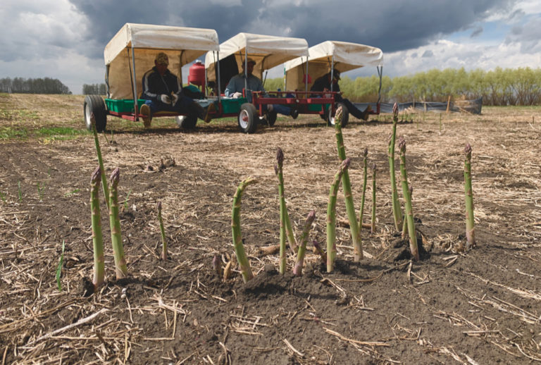 Alberta asparagus farmers make directtoconsumer marketing work