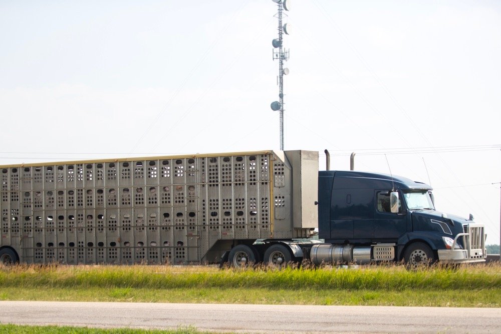 File photo of hogs in transit near Red Deer, Alta. (Stefonlinton/iStock/Getty Images)
