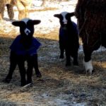 A visit to Ferme Fiola Farm