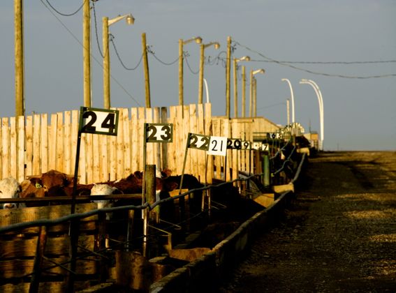 (Photo courtesy Canada Beef Inc.)
