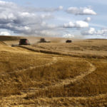 Producer Jay Schultz found that despite a tough 2019 harvest with slow-maturing crops and tough moisture conditions, early-seeded wheat came off earlier than normal and graded No. 1 CW.