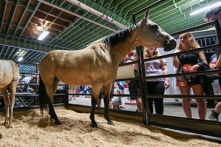 (Ag.calgarystampede.com)
