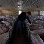 Hog farmer Mike Patterson walks through one of his barns at Kenyon, Minnesota, about 70 km south of St. Paul, on April 23, 2020. (Photo: Reuters/Nicholas Pfosi)