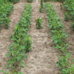 Weed control with Authority Supreme (Groups 14 and 15), notice that overall weed control is good with the exception of Canada fleabane.