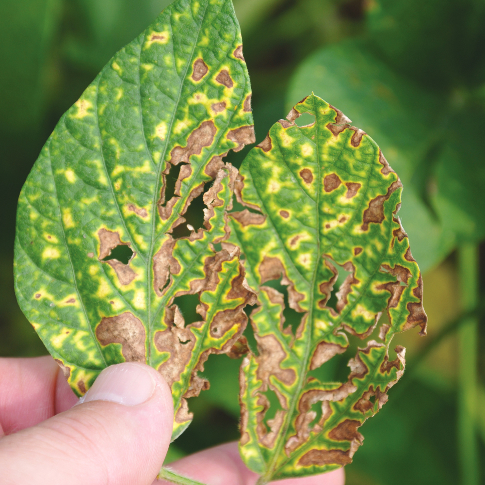 Sudden death syndrome is expected to worsen in southwestern Ontario soybeans and root rot could also be a serious concern this year if the conditions at planting time are wet.