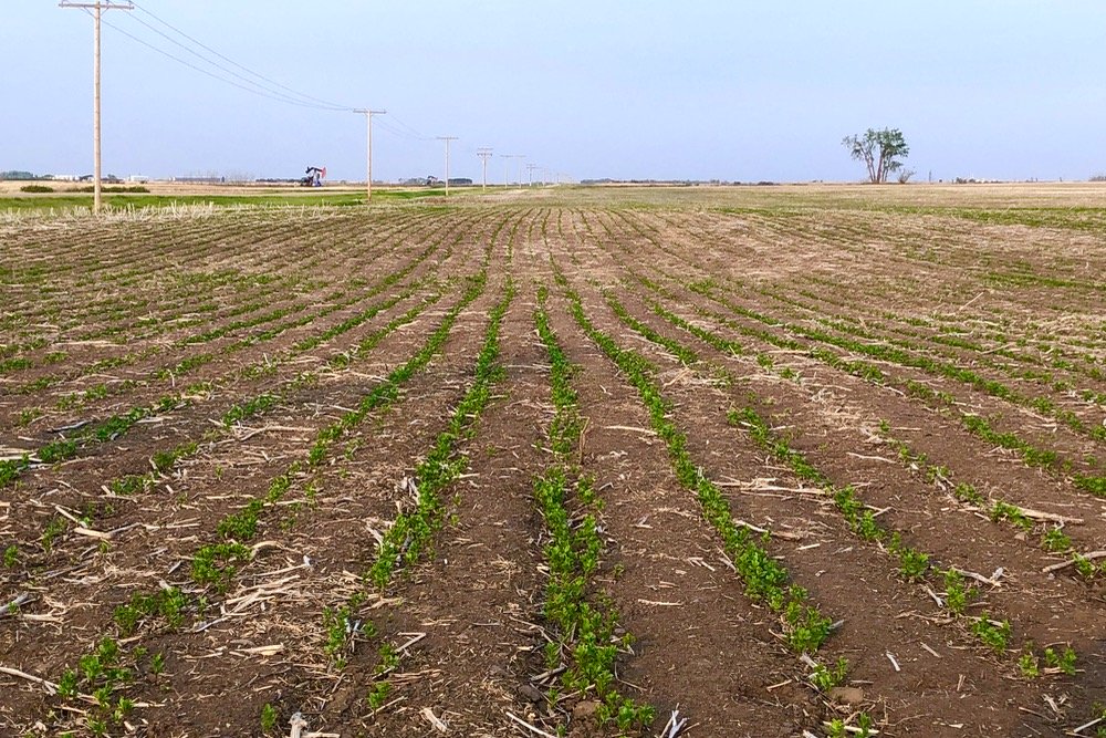 A green lentil crop in southeastern Saskatchewan on May 31, 2019. (Leeann Minogue photo)
