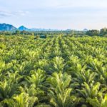 File photo of an oil palm tree plantation in Thailand. (Pigphoto/iStock/Getty Images)