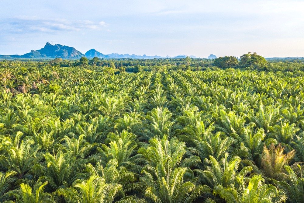 File photo of an oil palm tree plantation in Thailand. (Pigphoto/iStock/Getty Images)
