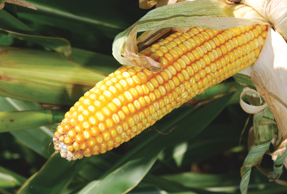 The agriculture industry must realize growers and consumers can see the same thing differently.