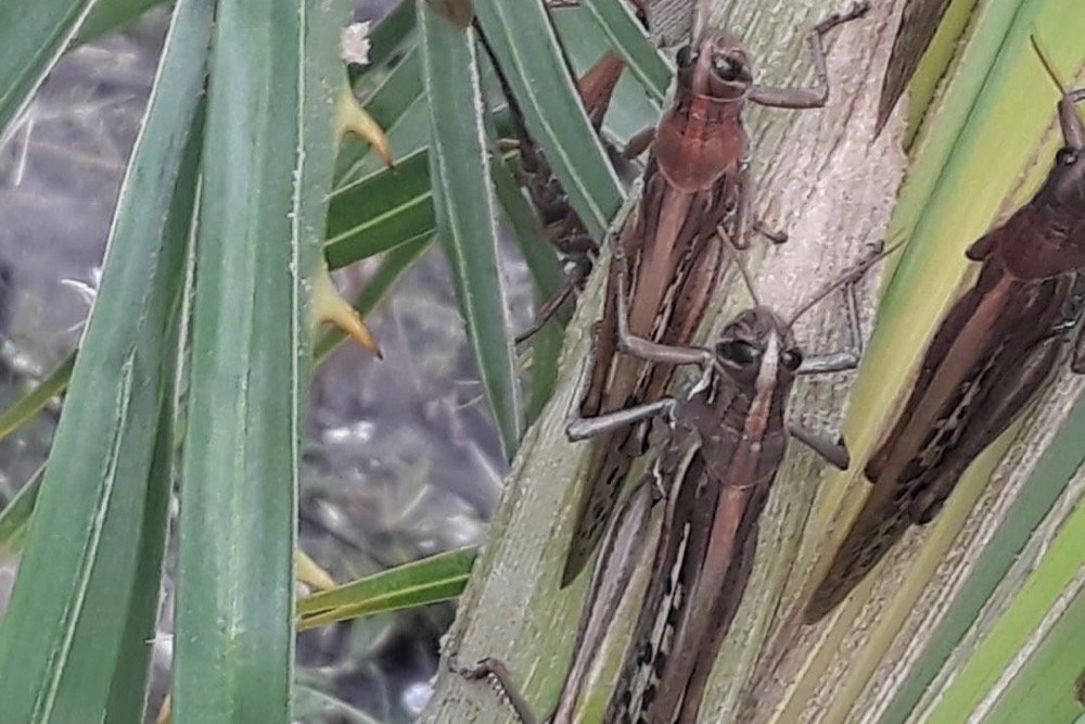 A locust is seen on a plant at Gran Guardia, Formosa, Argentina on June 1, 2020. (Photo: Senasa handout via Reuters)
