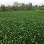 A crop of soft red winter wheat, grown at Szentimrey Seeds near Cambridge, Ont., in 2019.