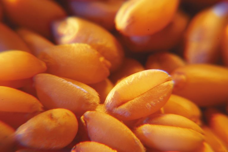 The benefits of GMO corn Country Guide