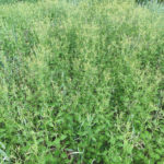 Figure 1: The untreated control plot.