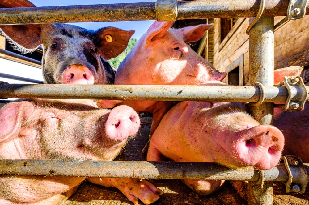 File photo of domestic hogs on a German farm. (FooTToo/iStock/Getty Images)
