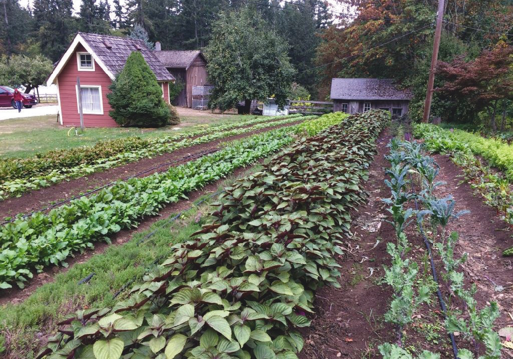 Abelman’s Salt Spring farm is hardly a grain and oilseed powerhouse. But consumers line up to buy from him.