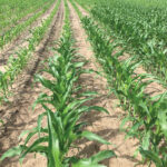 Taking action or not taking action determines more on yield than most realize. The shorter corn (left) is due to no organic activity in 2019.