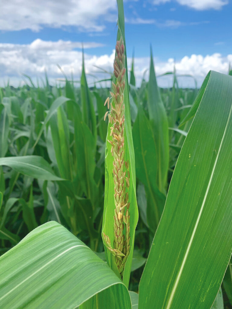 A new era of agronomics and for corn Country Guide