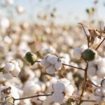 File photo of a U.S. cotton crop. (BCFC/iStock/Getty Images)