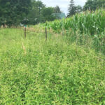 Figure 1. Dog strangling vine along a roadside in York Region where it is creeping into the fenceline and bordering corn field.