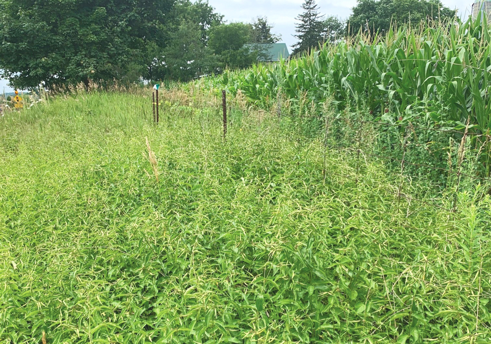 Figure 1. Dog strangling vine along a roadside in York Region where it is creeping into the fenceline and bordering corn field.
