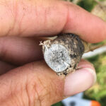 Verticillium microsclerotia are small grey spots, almost like the pycnidia inside a blackleg lesion. Verticillium specks are tinier, more numerous and under the epidermis, while blackleg fruiting bodies are always on the surface.