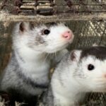 Minks at a farm near Soroe in Denmark on Nov. 5, 2020. (Photo: Reuters/Jacob Gronholt-Pedersen)