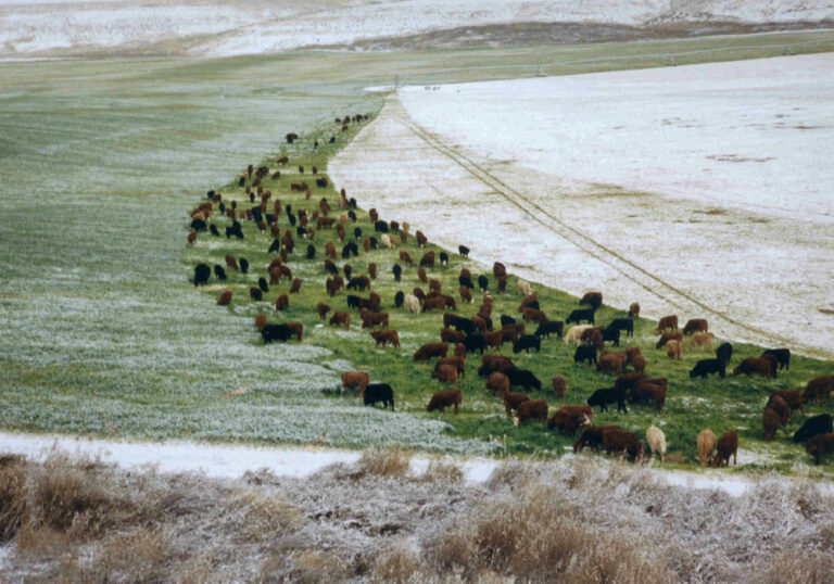 Call in a nurse. A "nurse" crop that is Country Guide